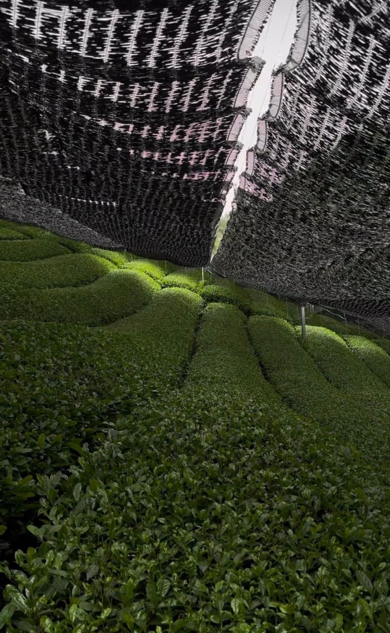 Japanese matcha — serene preparation